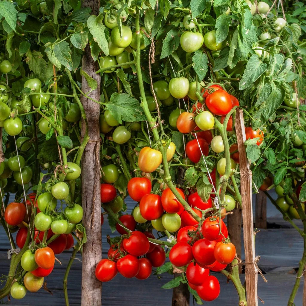 Tomato Tree seeds for long season tomato production