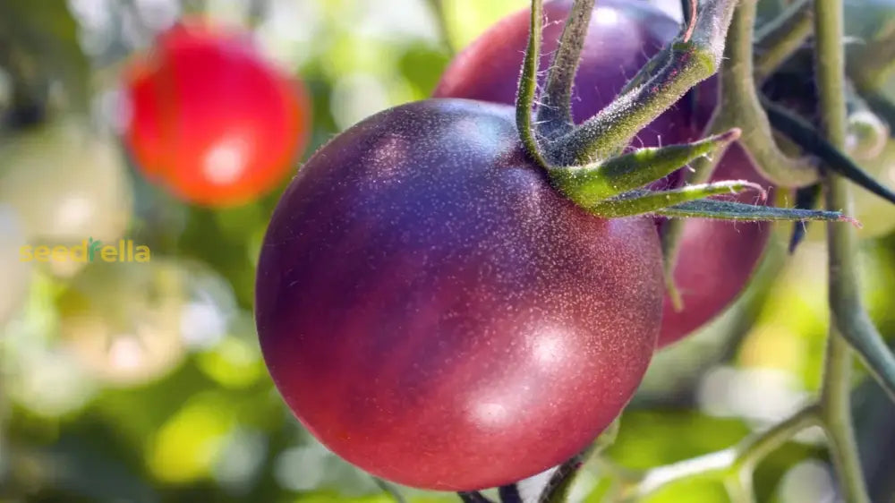 Tomato Vegetable Seed For Planting Maroon