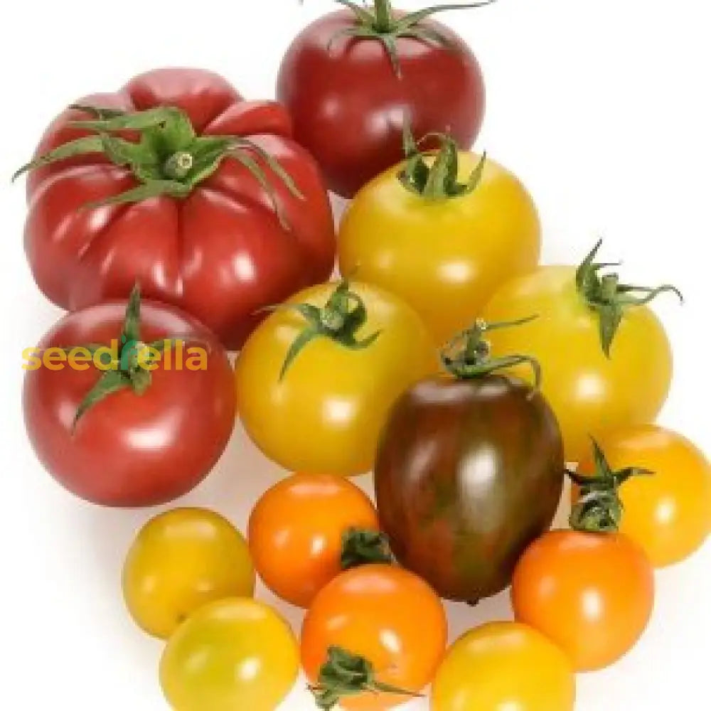 Tomato Vegetable Seed For Planting Red Yellow