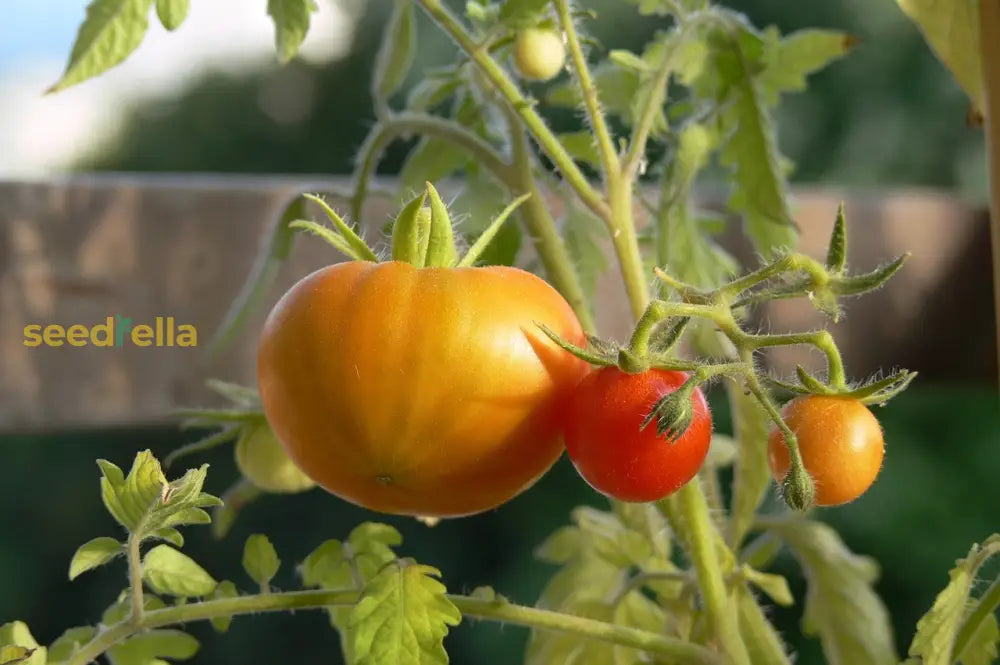 Tomato Vegetable Seed For Planting Red Yellow