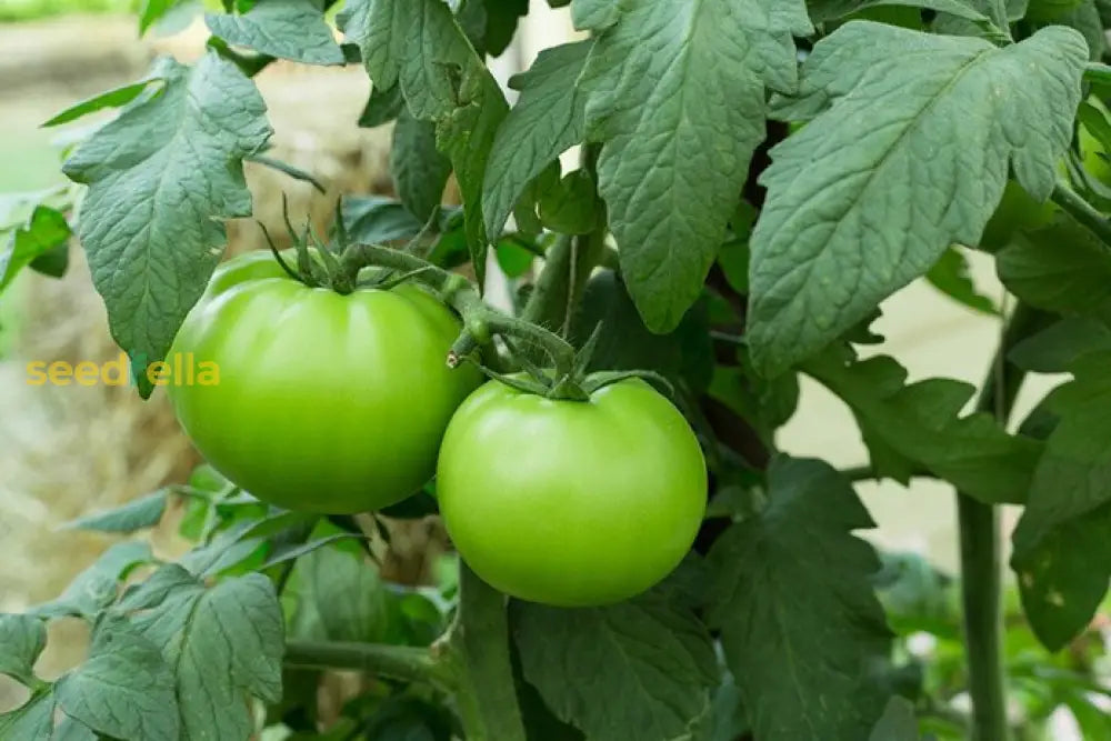 Tomato Vegetable Seeds - Dark Green Variety For Easy Planting