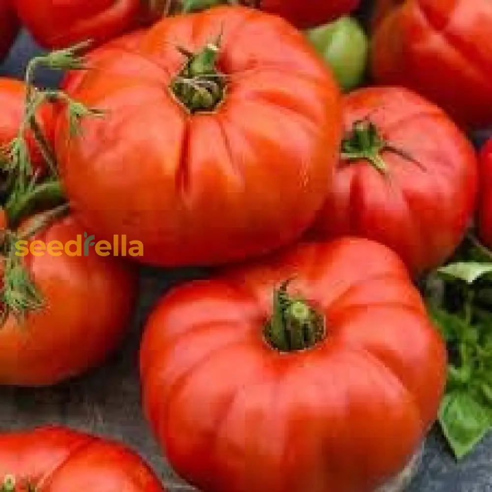 Tomato Vegetable Seeds For Planting Mixed