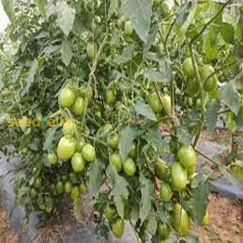 Tomato Vegetable Seeds Parrot Green For Planting  Fresh And Vibrant Growth Perfect Gardens Or