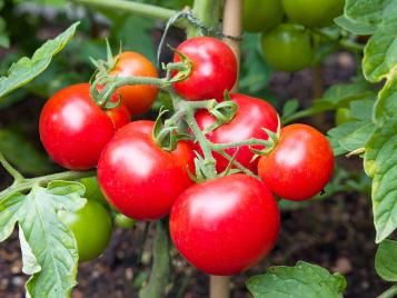 Big Huge Tomato Vegetable Seeds for Planting Mixed - Diverse Varieties for All-Year-Round Gardening