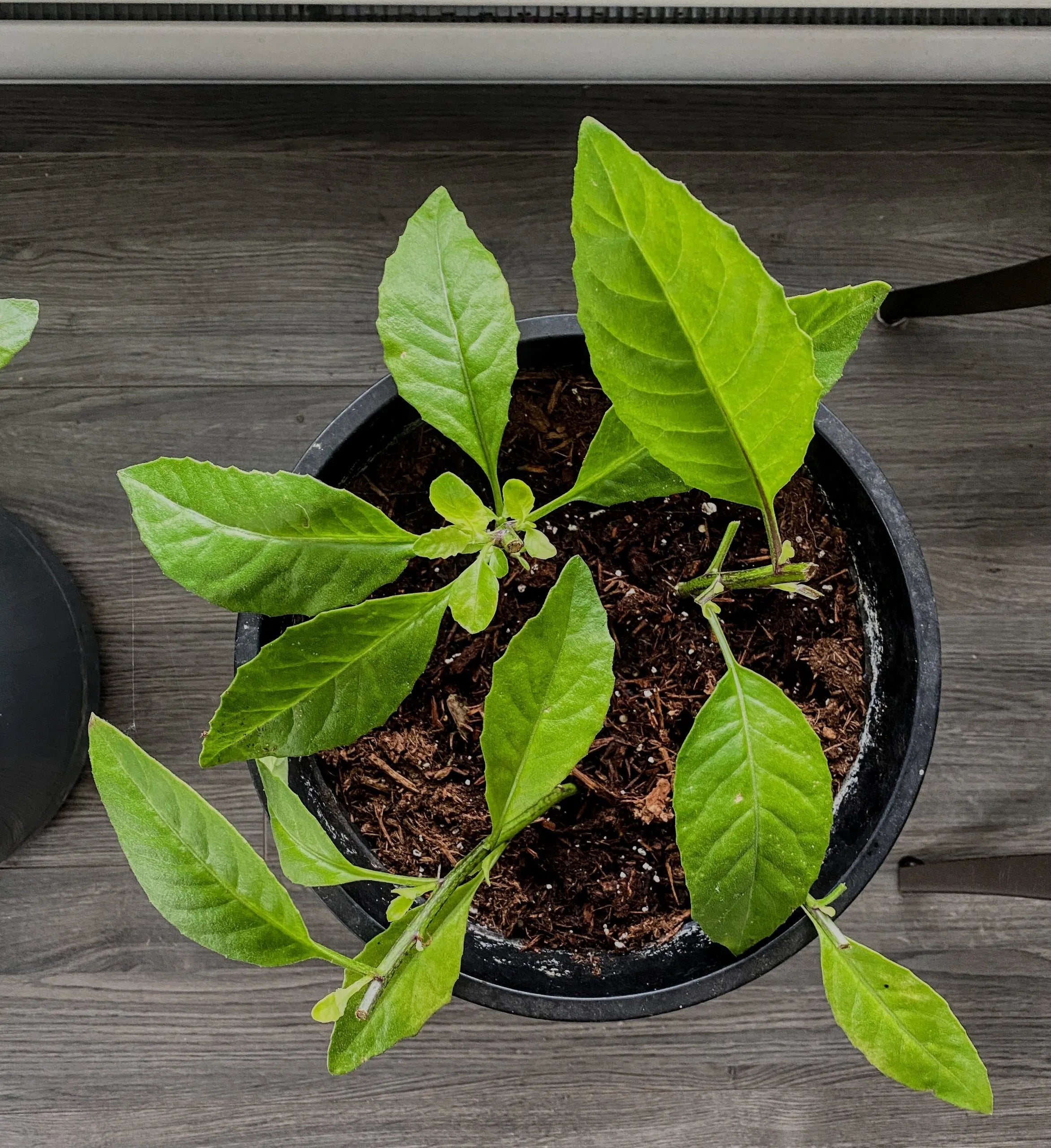 Tomorrows Leaf seeds ideal for home gardens