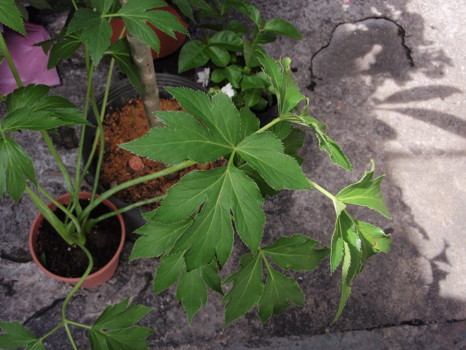 Tomorrows Leaf seeds non GMO for planting