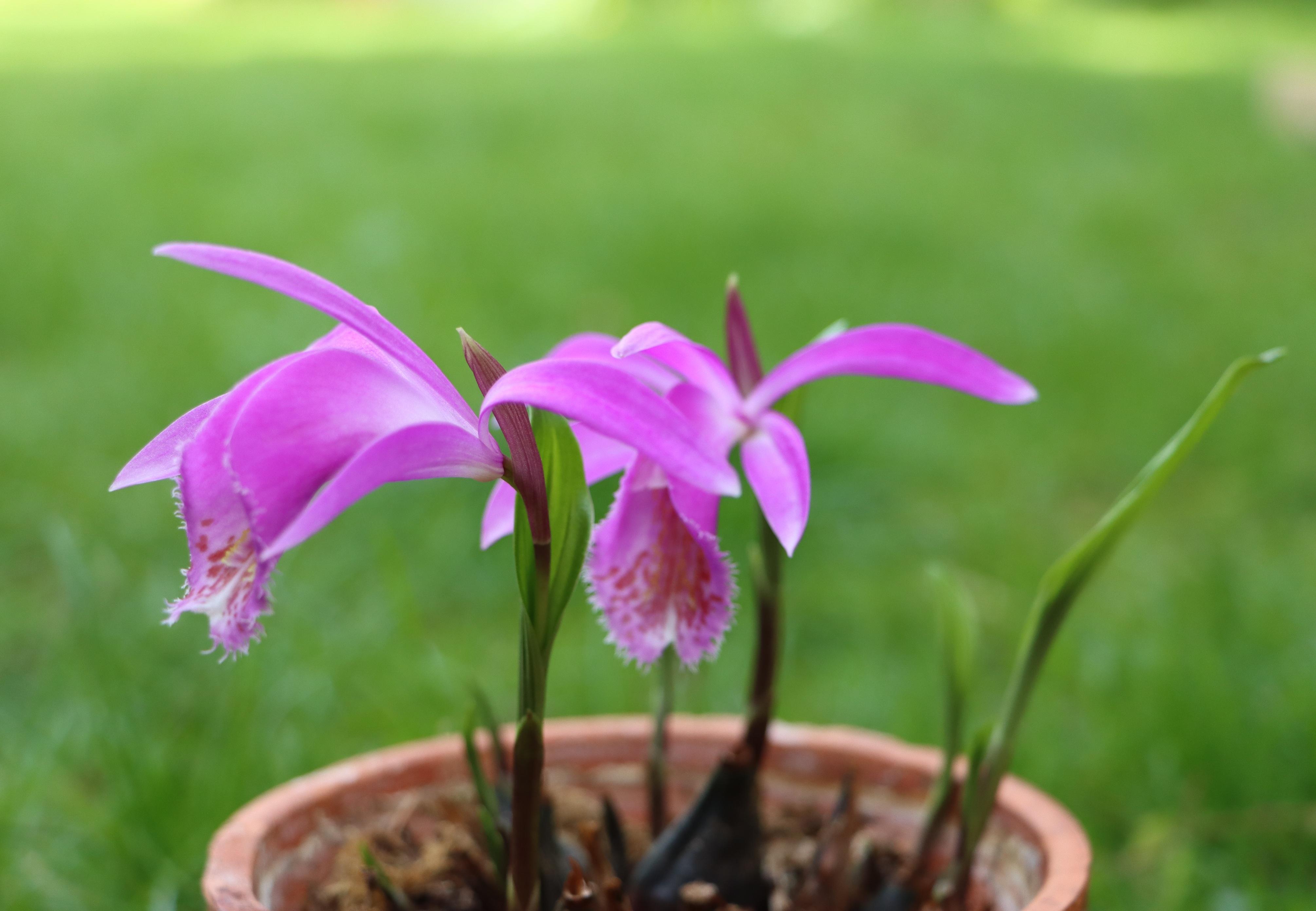 Close-up of Tongariro flower petals