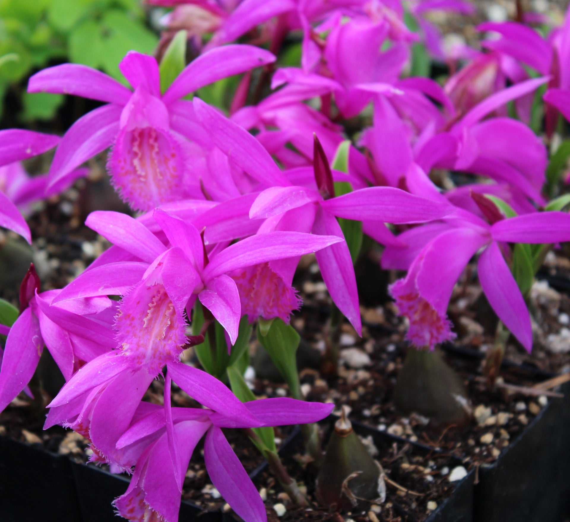 Hardy Tongariro flowers brightening garden borders