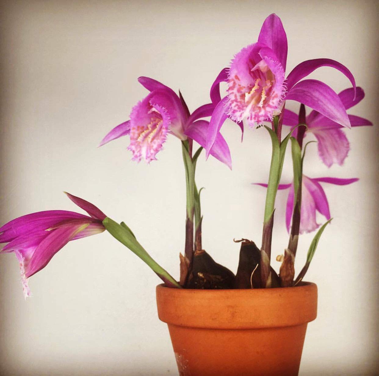 Tongariro Hardy flowers growing in garden pots