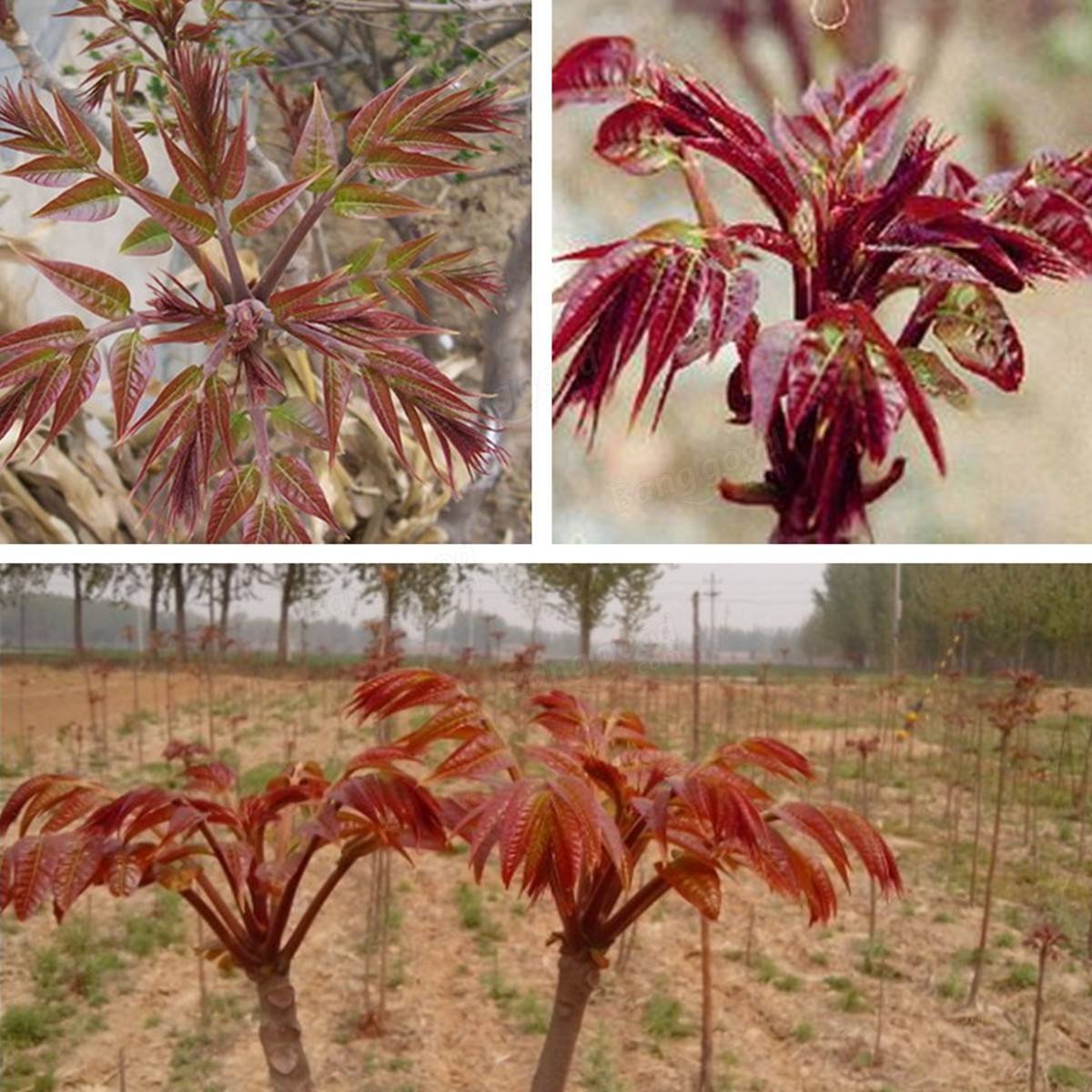 Heirloom Toona sinensis seeds for home gardens