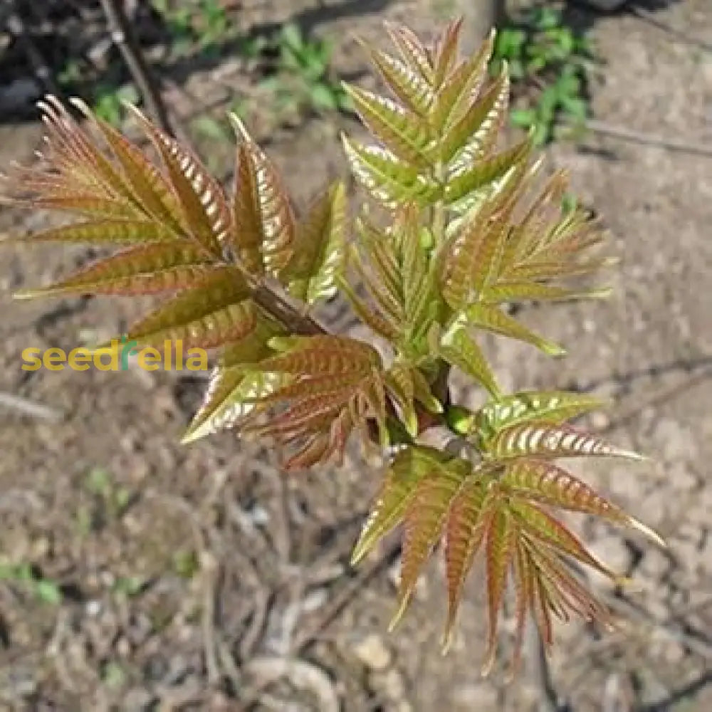 Buy Toona Sinensis Seeds Essential Planting Tips buy-toona-sinensis-seeds-essential-planting-tips