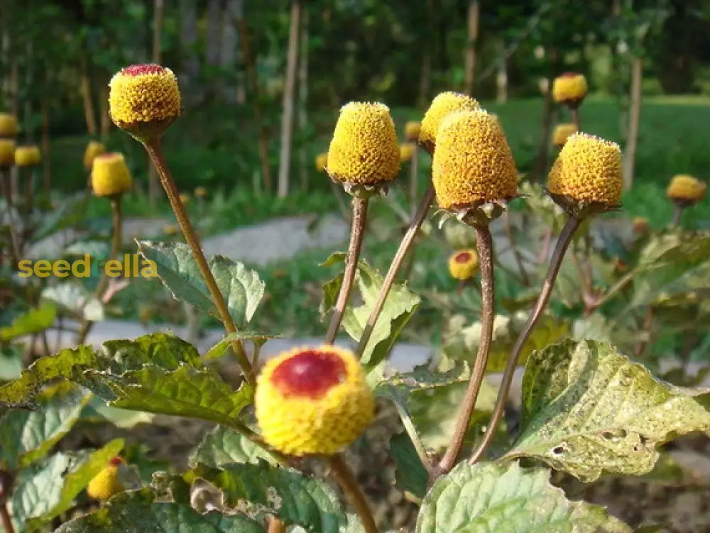 Toothache Plant For Natural Relief  Seeds Growing Your Own Herbal Remedy In Gardens Flower