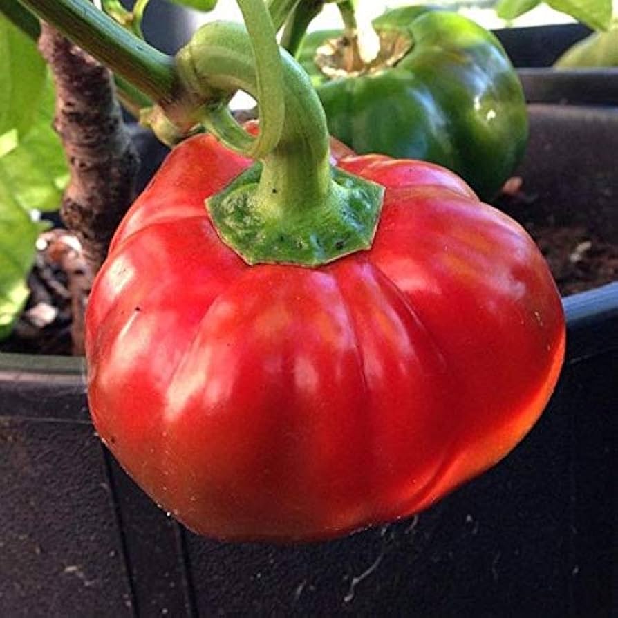 Topepo Rosso pepper seeds Italian heirloom variety