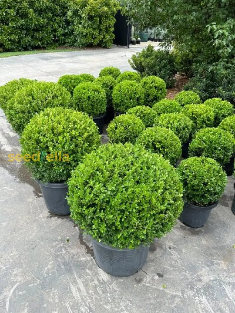 Topiary Tree Seeds For Artistic Garden Planting  Grow Beautifully Shaped Shrubs And Trees