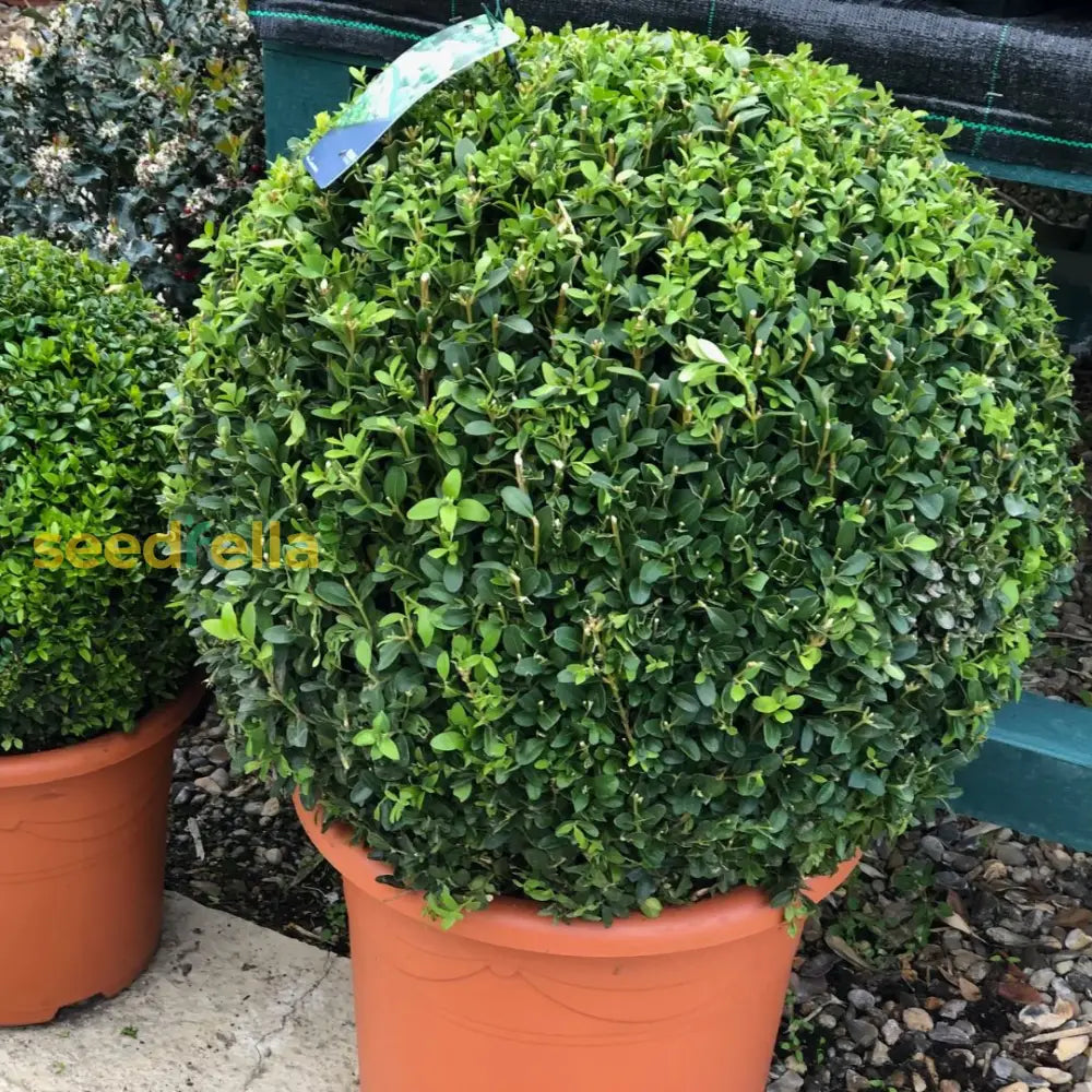 Topiary Tree Seeds For Artistic Garden Planting  Grow Beautifully Shaped Shrubs And Trees