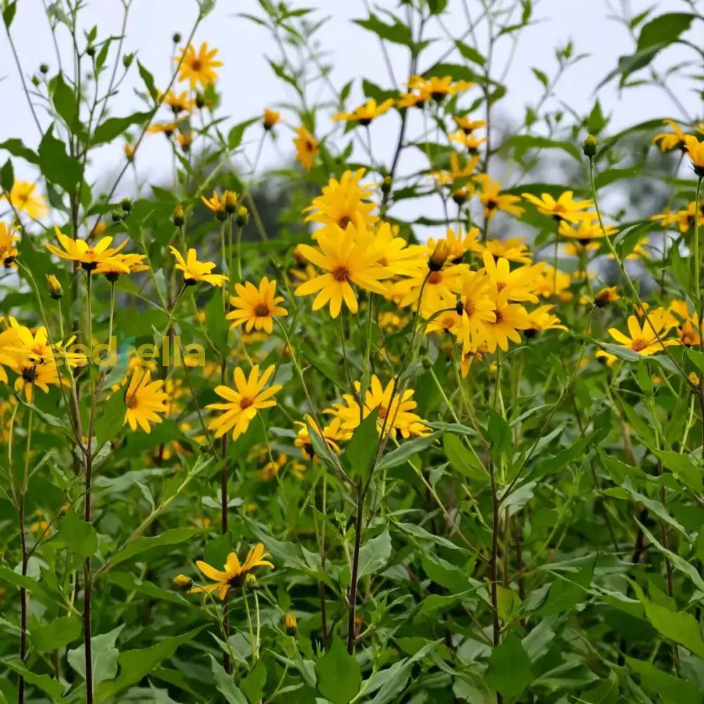 Topinambur Flower Seeds For Planting - Cultivate Stunning Jerusalem Artichoke Blooms In Your Garden