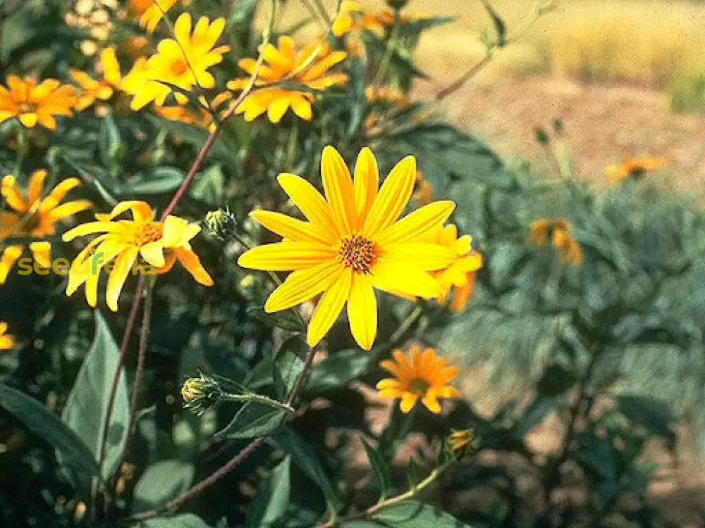 Topinambur Flower Seeds For Planting - Cultivate Stunning Jerusalem Artichoke Blooms In Your Garden