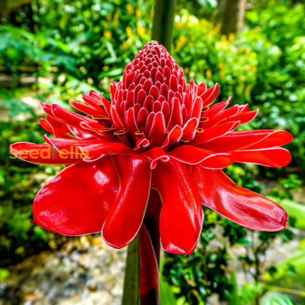 Torch Ginger Flower Seeds For Easy Planting