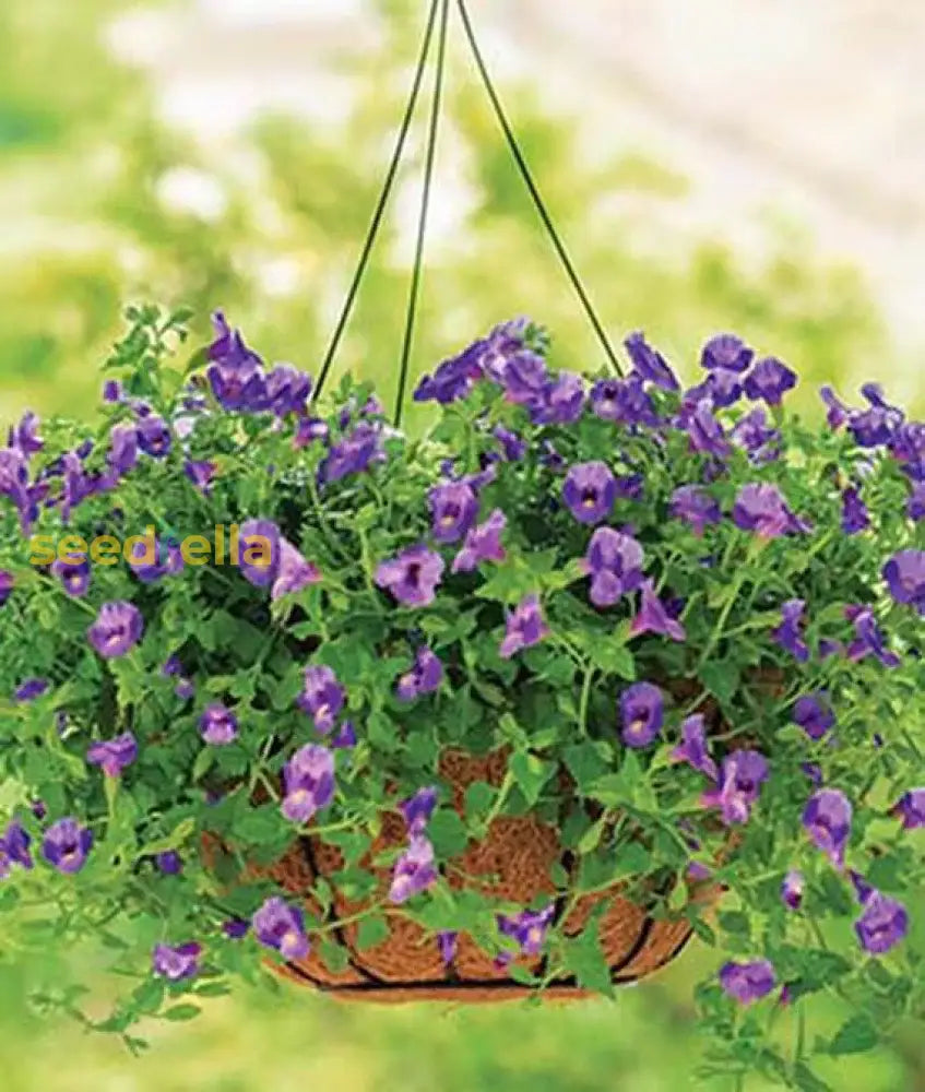 Torenia Flower Seeds For Planting