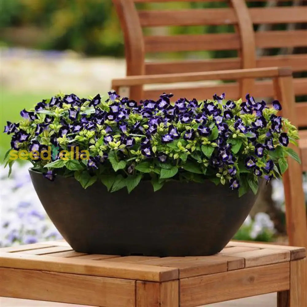 Torenia Flower Seeds For Planting