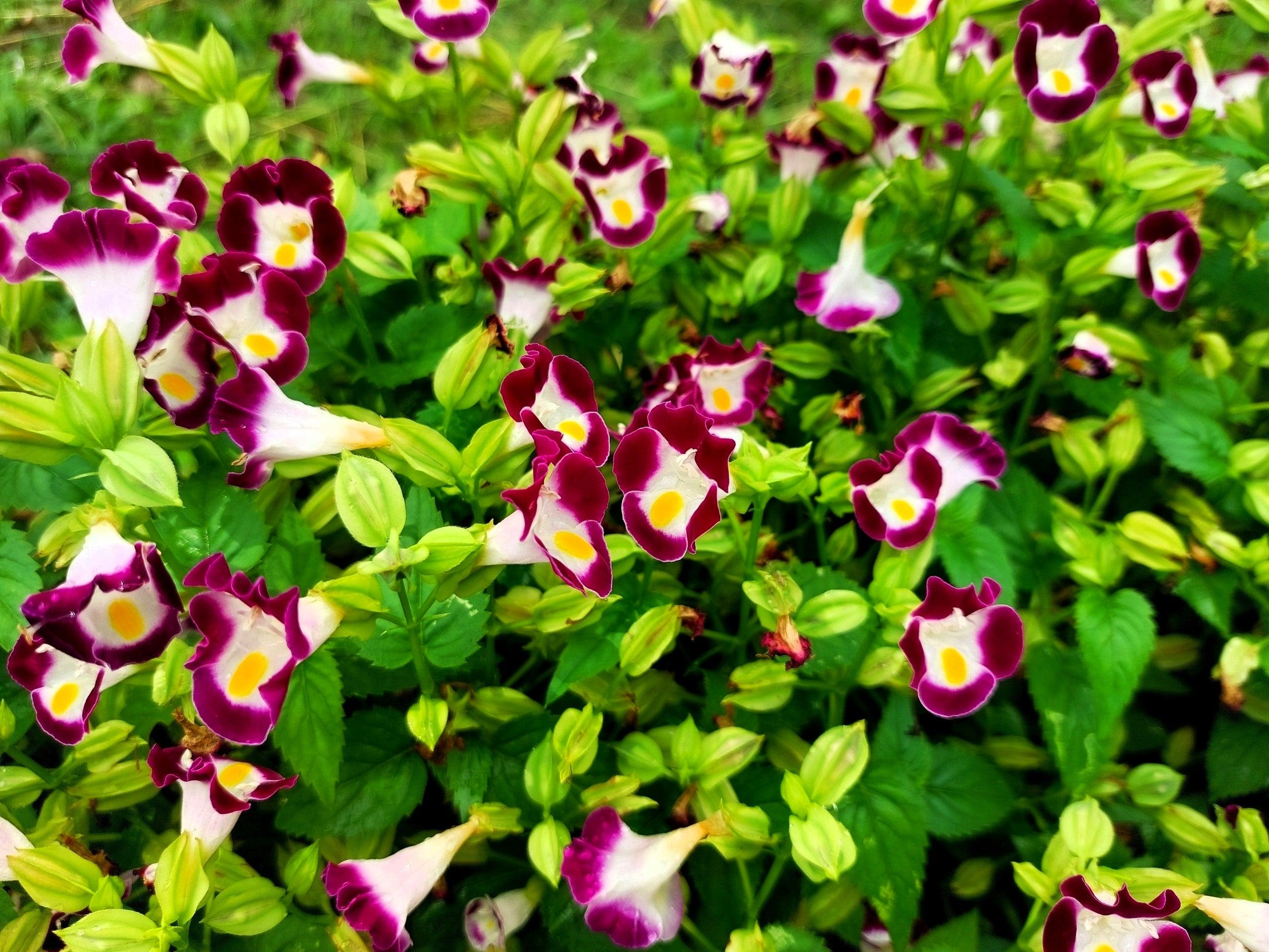 Torenia Kauai Flower Seeds for Planting