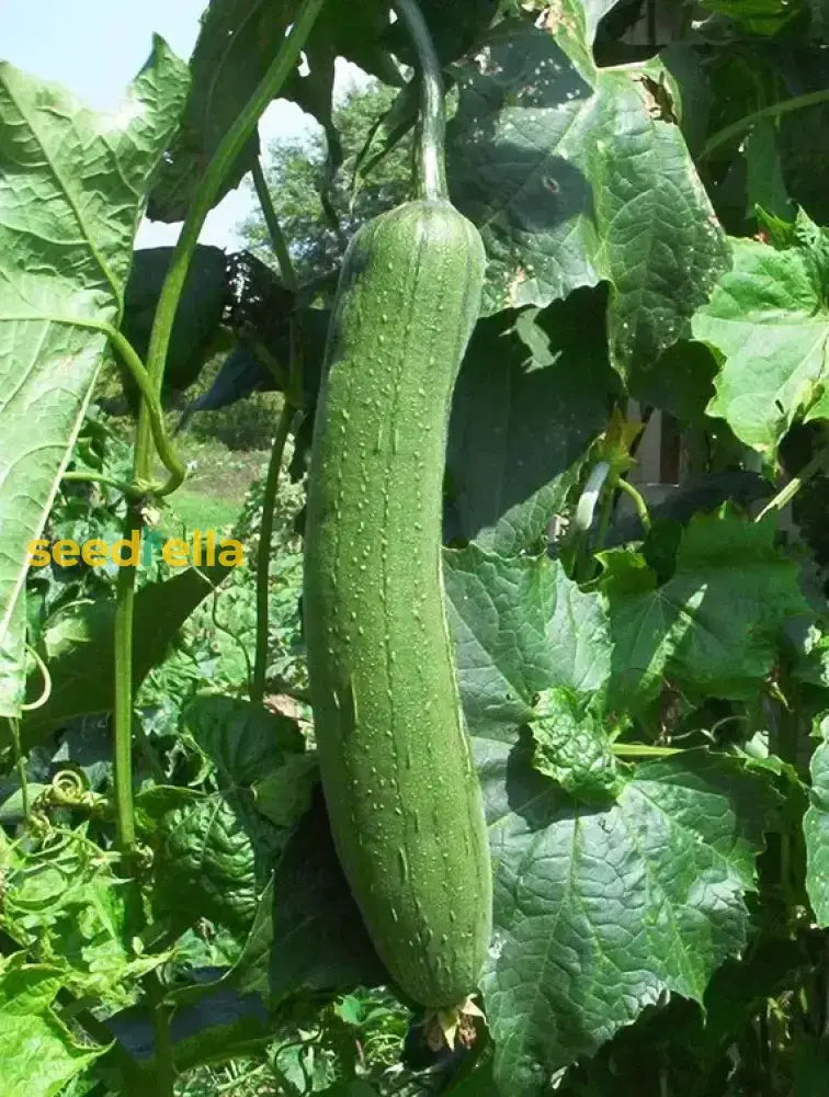 Towel Gourd Vegetable Seeds