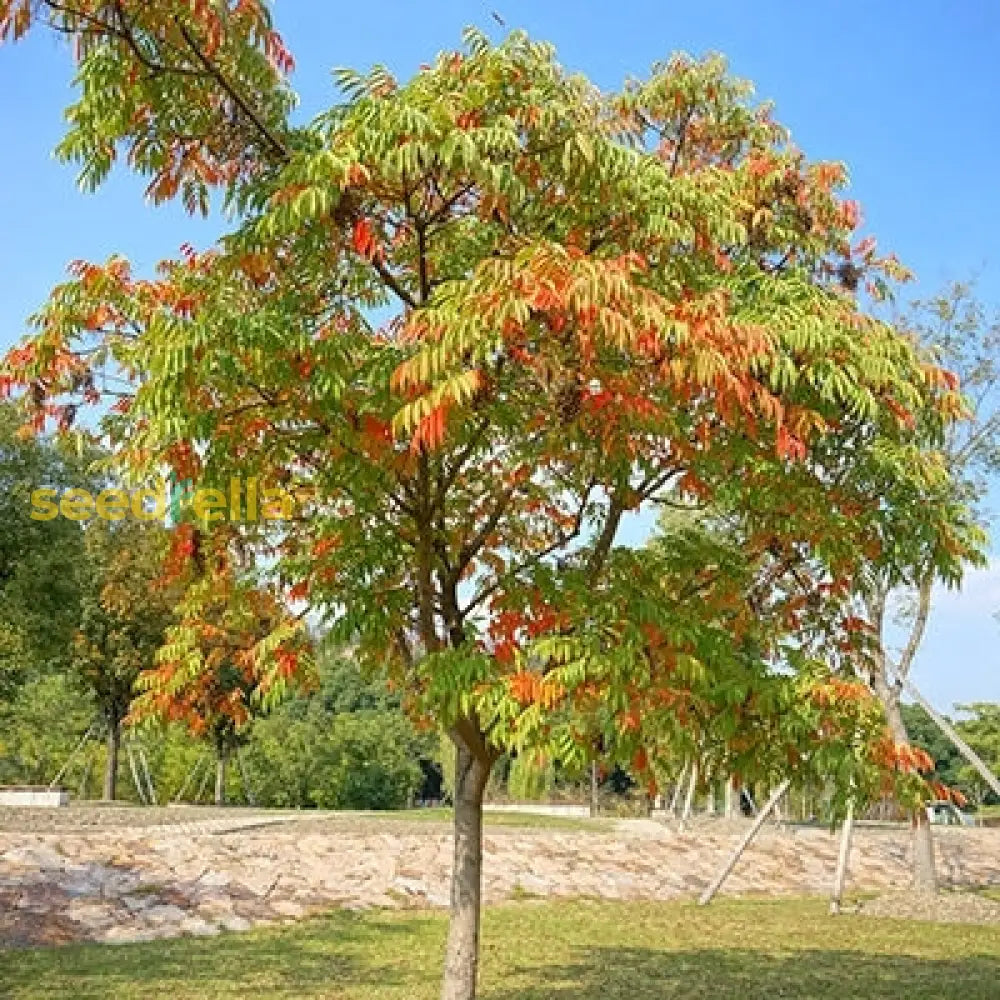 Toxicodendron Succedaneum Plant: Exotic Beauty With Glossy Leaves And Historical Significance Seeds