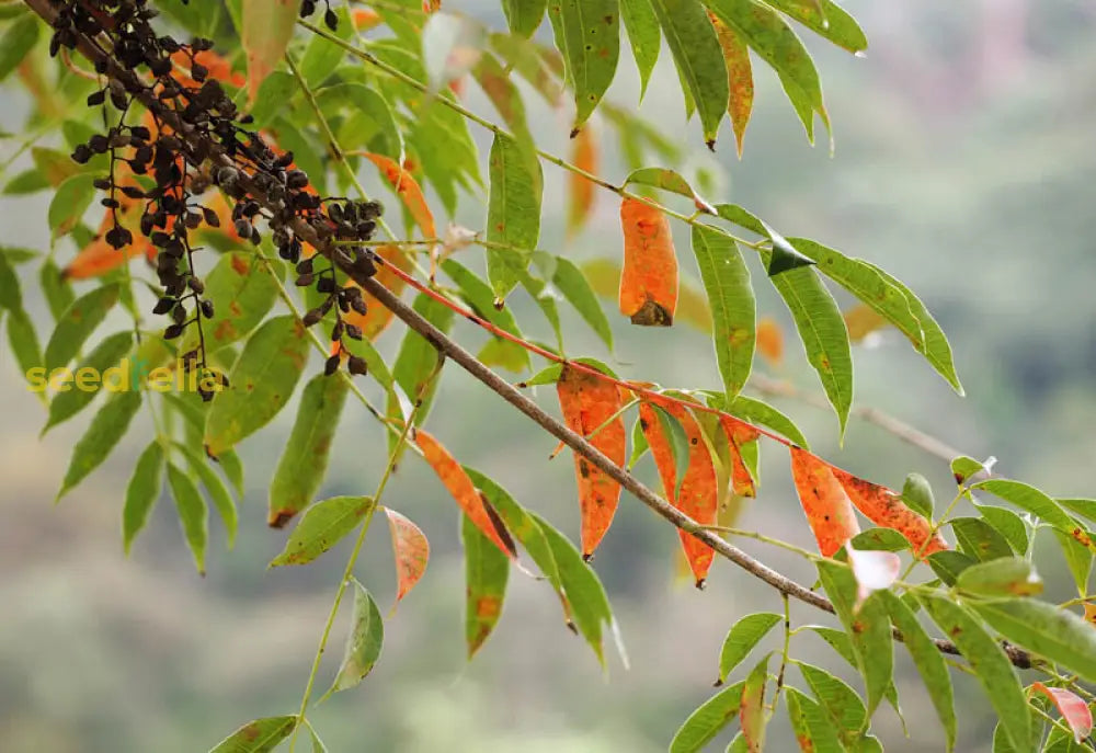 Toxicodendron Succedaneum Plant: Exotic Beauty With Glossy Leaves And Historical Significance Seeds