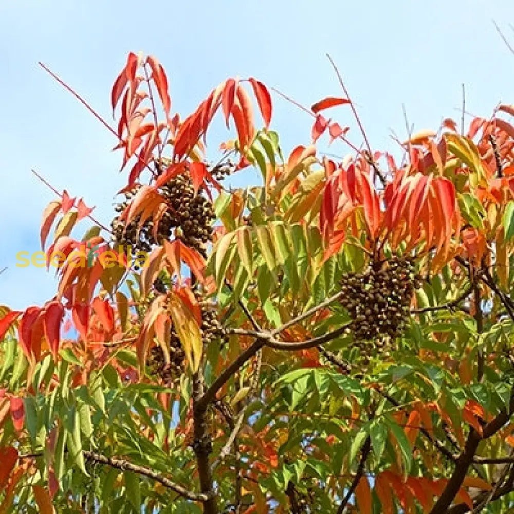 Toxicodendron Succedaneum Plant: Exotic Beauty With Glossy Leaves And Historical Significance Seeds