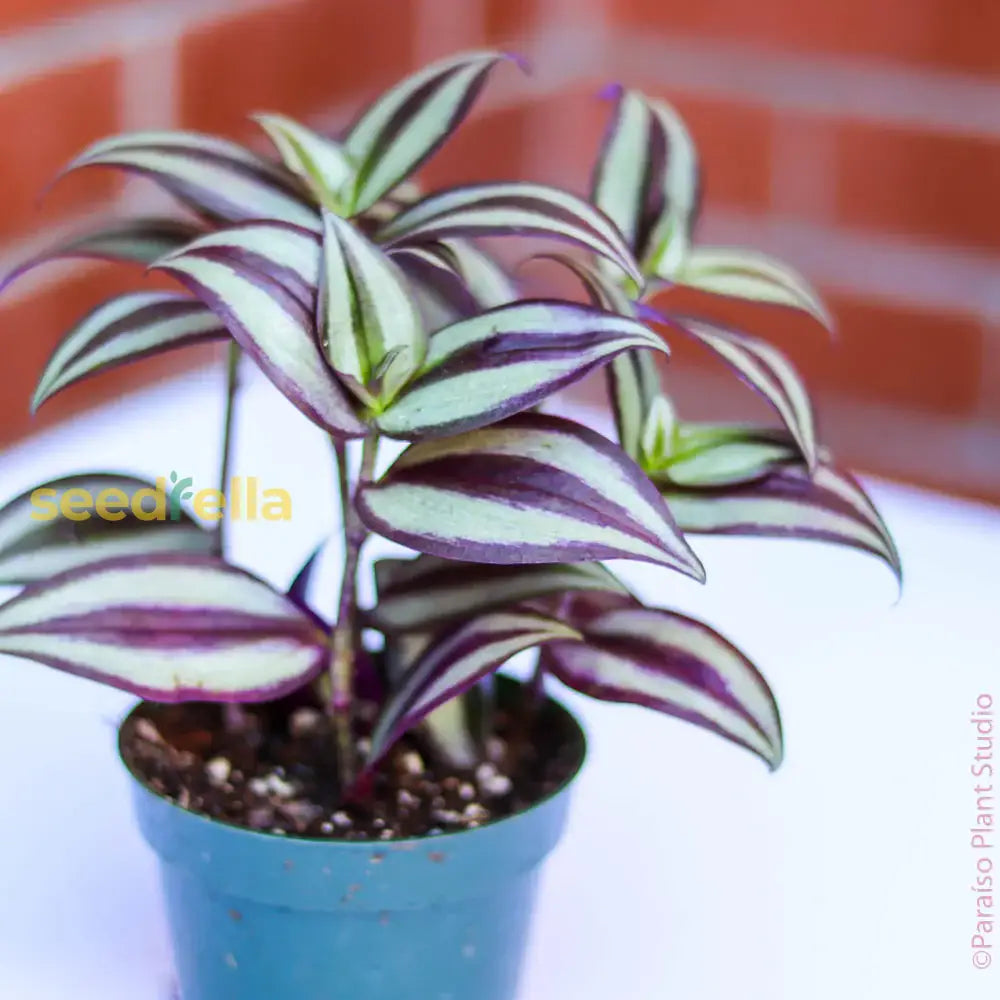 Tradescantia Plant Seeds For Stunning Indoor And Outdoor Gardening