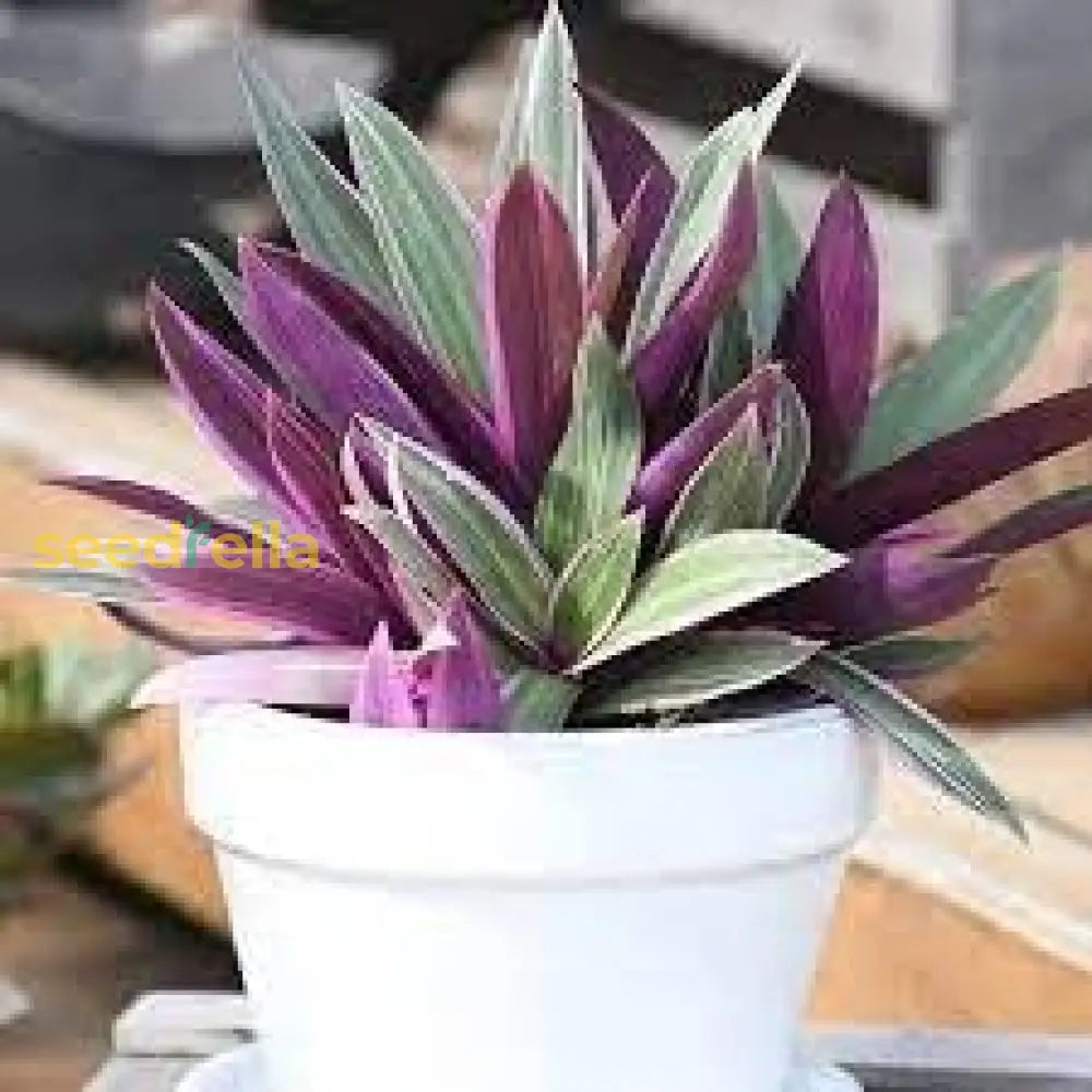 Tradescantia Plant Seeds For Stunning Indoor And Outdoor Gardening