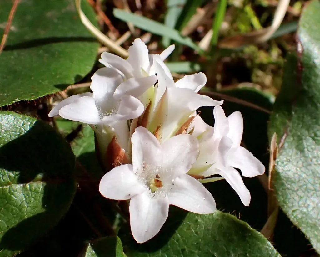 Trailing Arbutus in shaded woodland garden