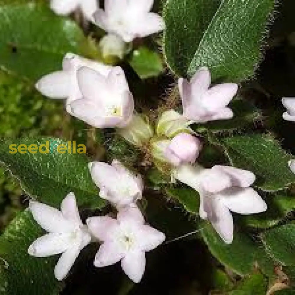 Trailing Arbutus Seeds For Planting - Delicate Ground Cover Flowering Flower