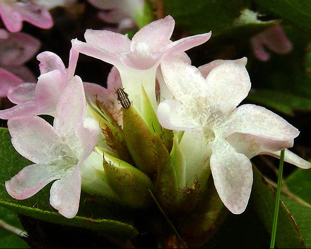 Trailing Arbutus Seeds for Planting