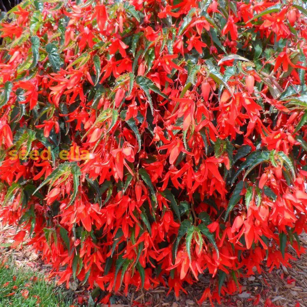 Trailing Begonia Plant Seeds Planting