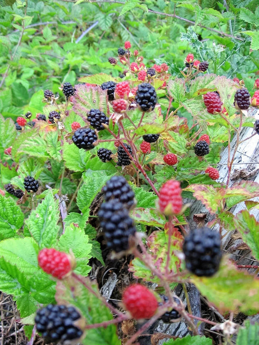 Trailing blackberry (Rubus ursinus) seeds for planting