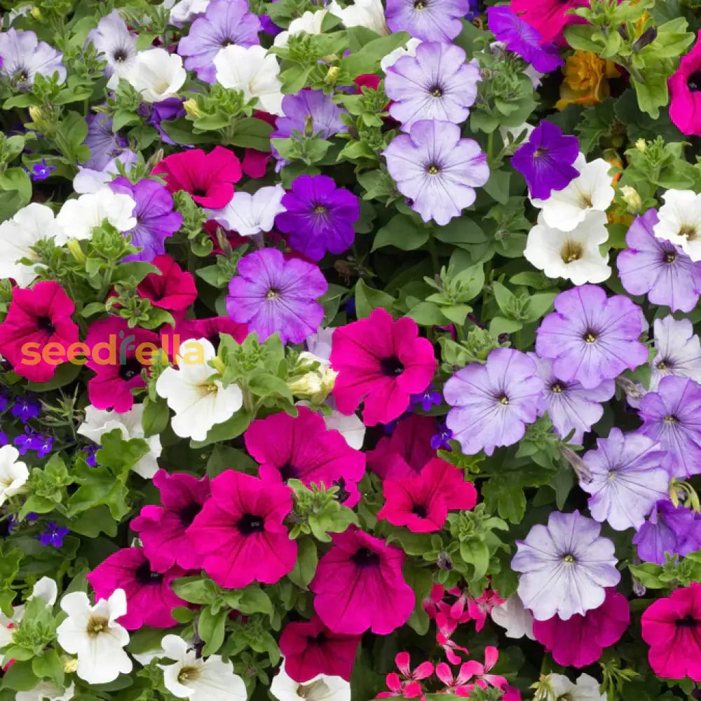 Transform Your Garden With Mixed Color Petunia Flower Seeds For Planting - Perfect Lush And Dynamic