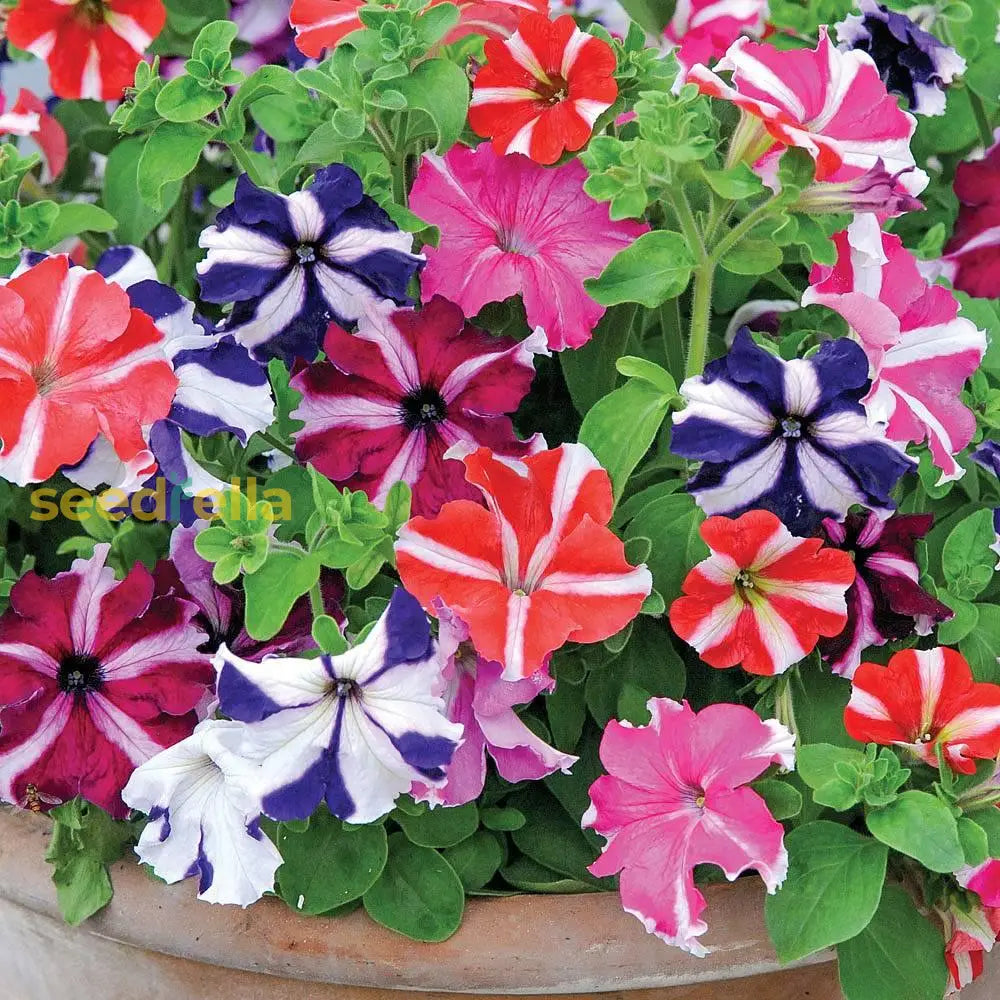 Transform Your Garden With Mixed Color Petunia Flower Seeds For Planting - Perfect Lush And Dynamic