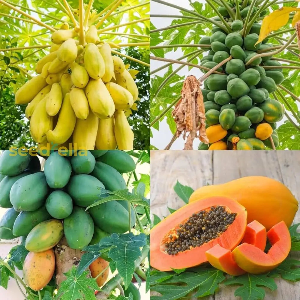 Transform Your Garden With Papaya Seeds For Vibrant Yellow-Green Growth Fruit