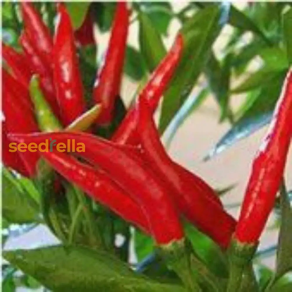 Transform Your Garden With Thai Dragon Peppers - Seeds For Authentic Spice Vegetable Seeds