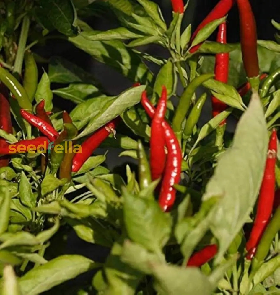 Transform Your Garden With Thai Dragon Peppers - Seeds For Authentic Spice Vegetable Seeds