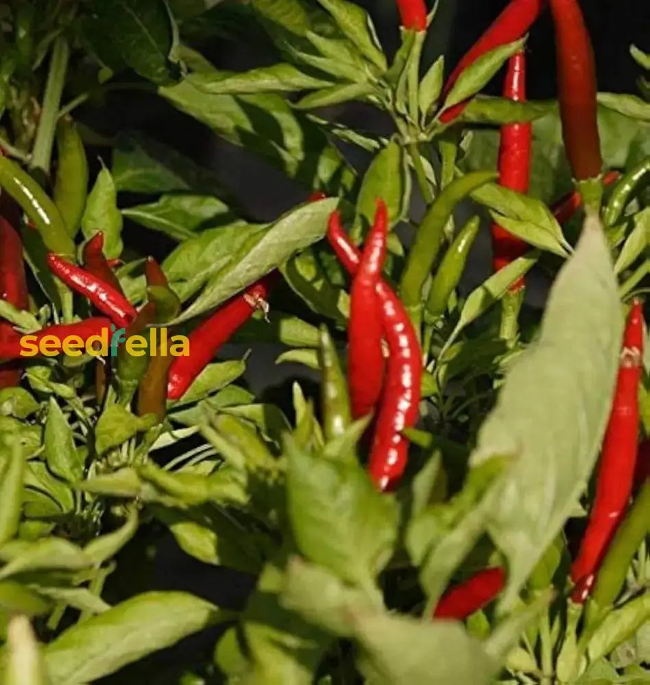 Transform Your Garden With Thai Dragon Peppers - Seeds For Authentic Spice Vegetable Seeds