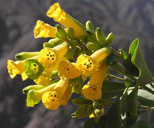 Tree Tobacco shrub with yellow trumpet-shaped flowers