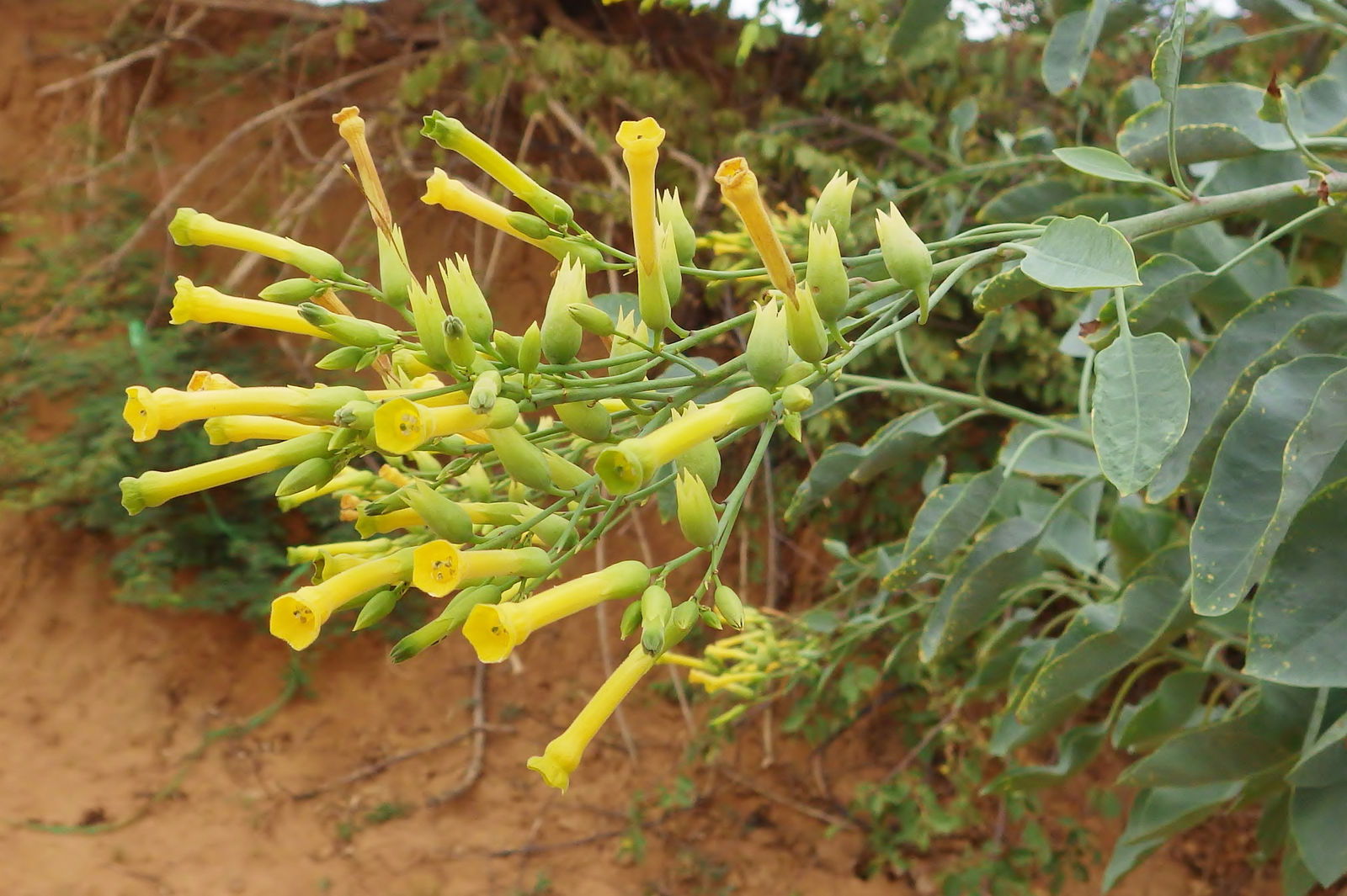 Tree Tobacco shrub with vibrant yellow flowers