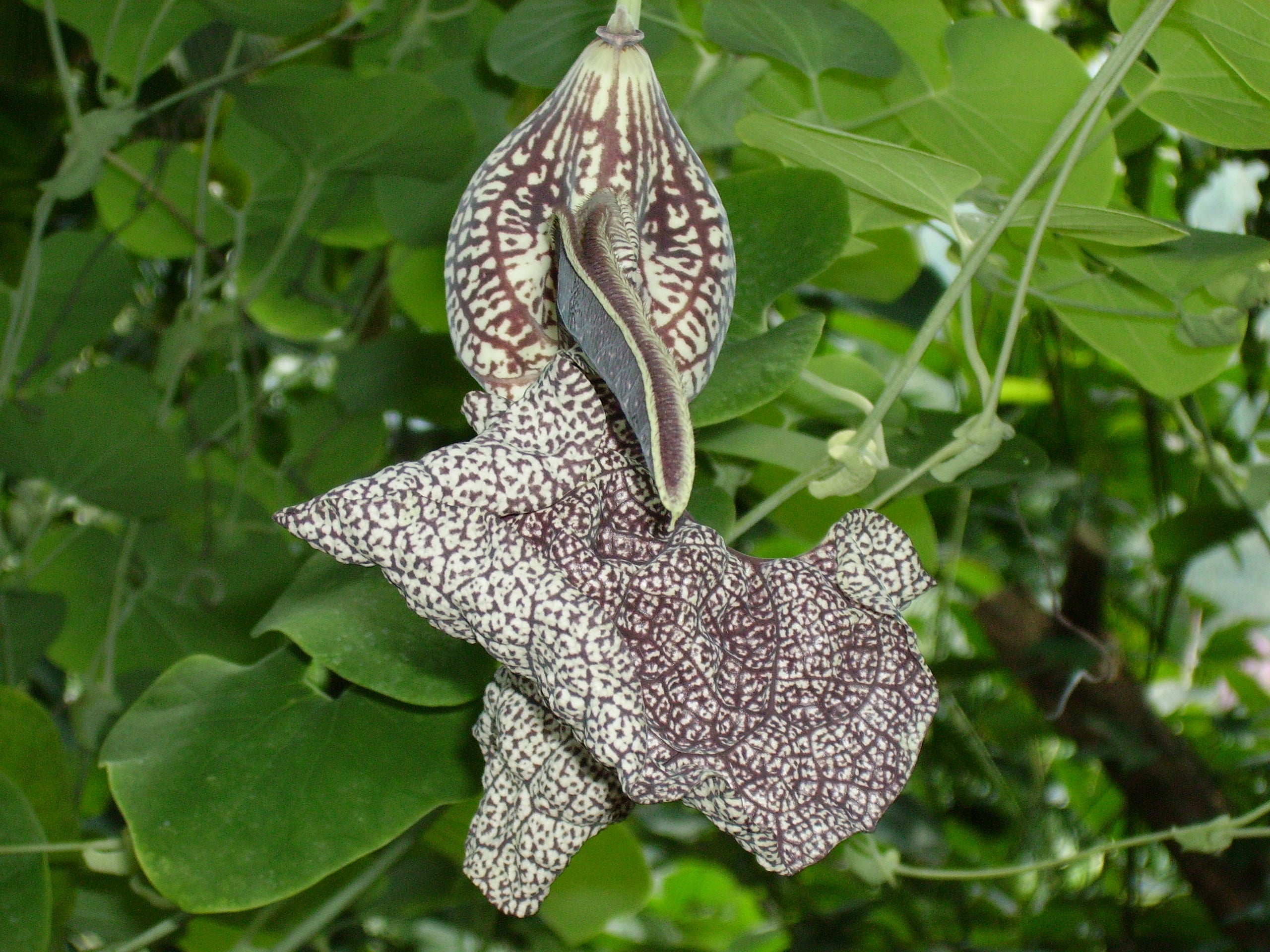 Aristolochia Elegans Vines Growing on Trellis