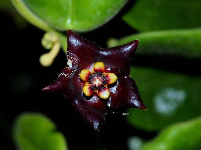 Black Hoya Flowers on Trellis