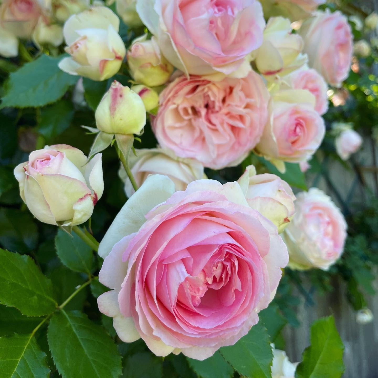 Pink and White Climbing Roses on Trellis