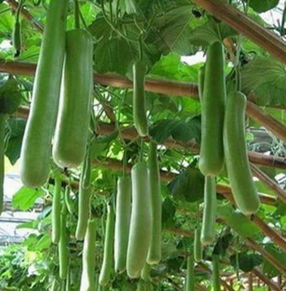 Bottle Gourd seeds for trellis growth