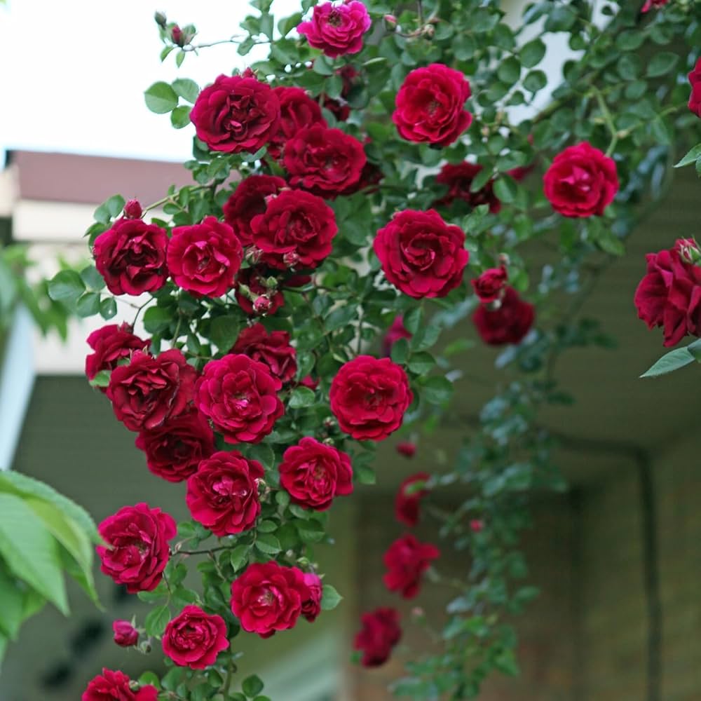 Red Climbing Roses Growing on Trellis