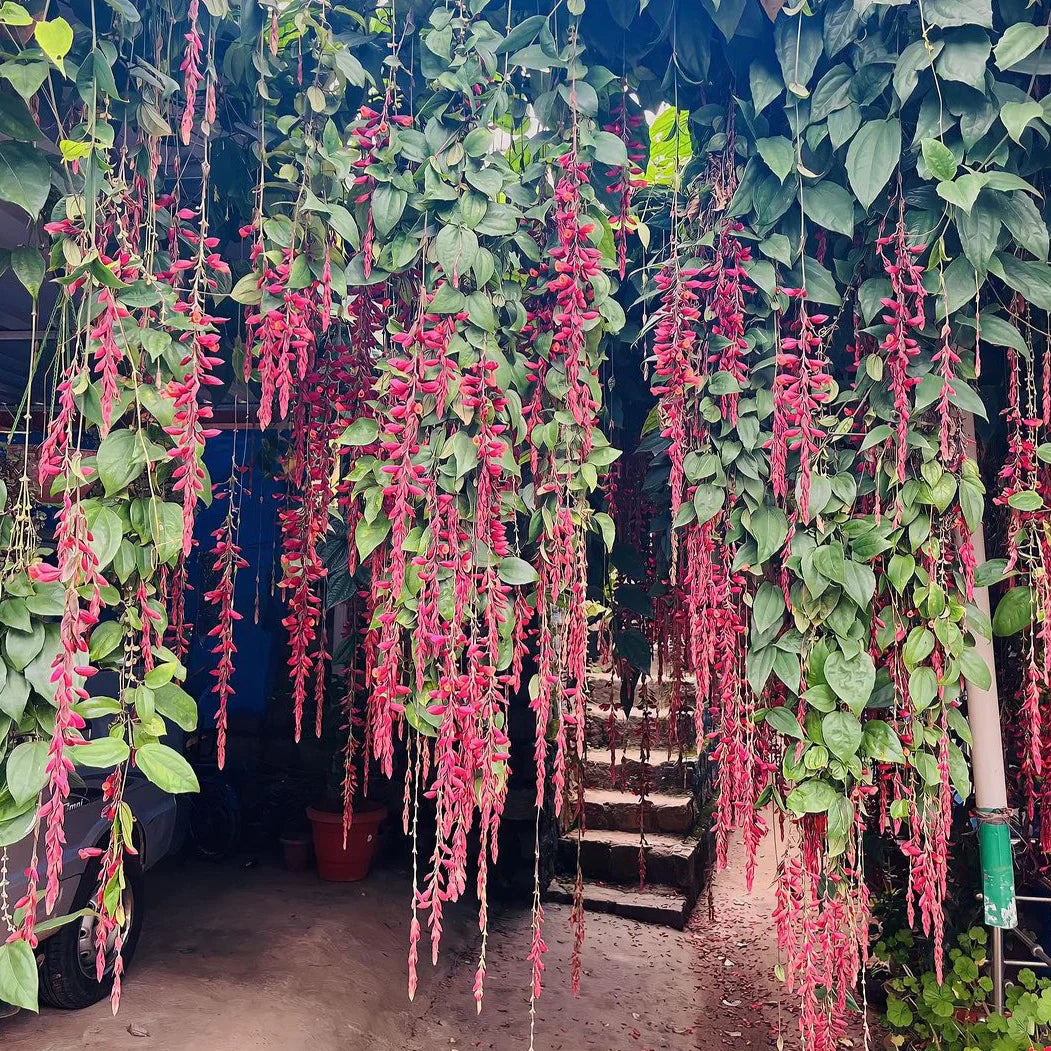 Scarlet Thunbergia Coccinea Growing on Trellis